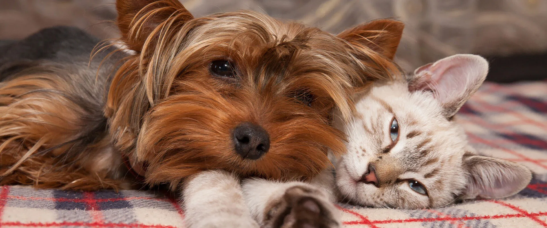 A Yorkshire terrier and a kitten snuggled together on a plaid blanket