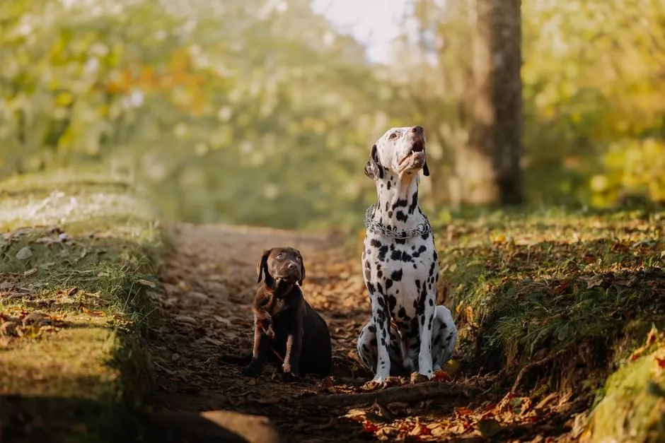 dog cat autumn vet