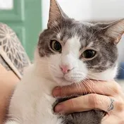 A gray and white cat being held