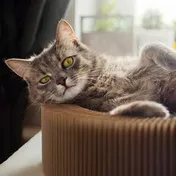 A relaxed tabby cat lounging in a cardboard bed