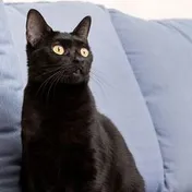 A black cat sitting on a sofa