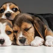 Three beagle puppies lying together
