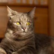 A tabby cat lying on a wooden table