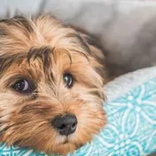 A small terrier resting its chin on a pet bed