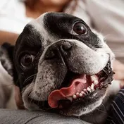 A French bulldog with its mouth open, showing its teeth
