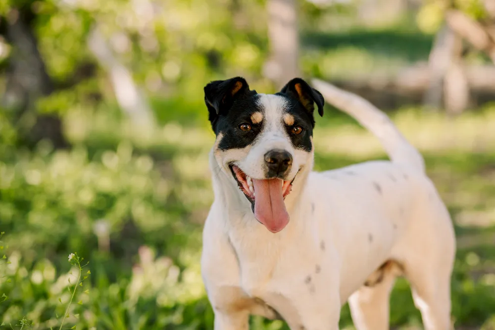A happy black, white and tan terrier standing in a sunny garden